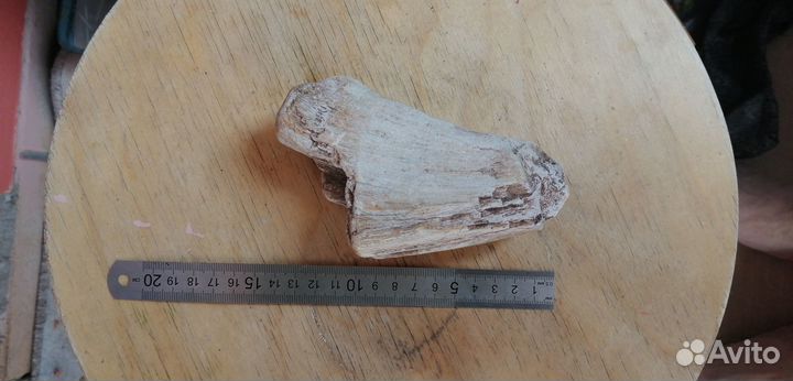 Окаменелости