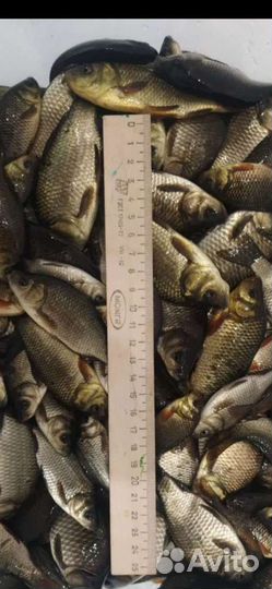 Живец карась