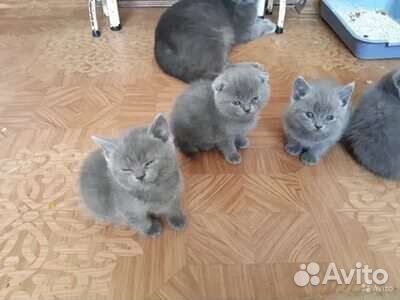 Котики британцы