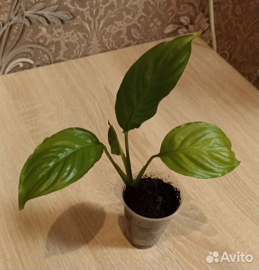 Спатифиллум