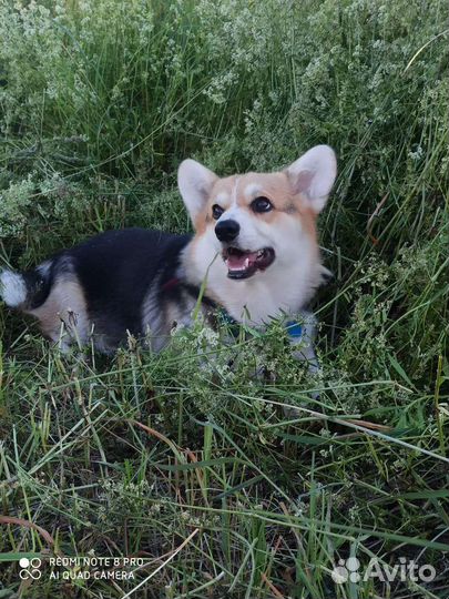 Корги для вязки