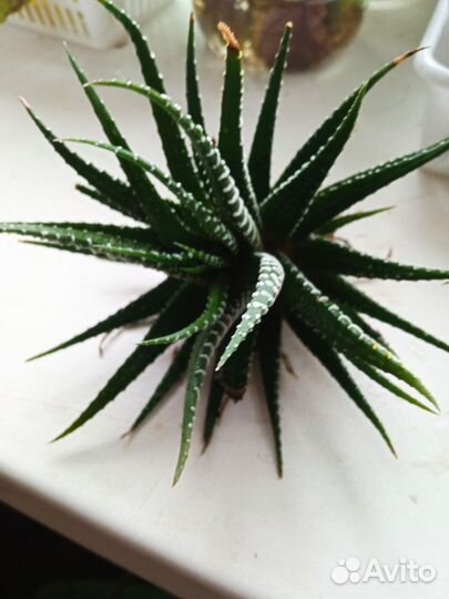 Хавортия полосатая