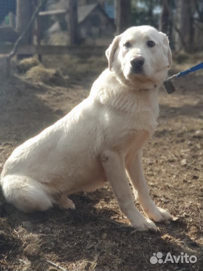 Собака породы Акбаш