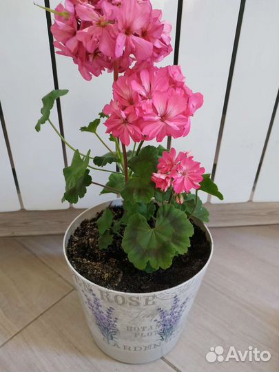 Пеларгония герань сортовая