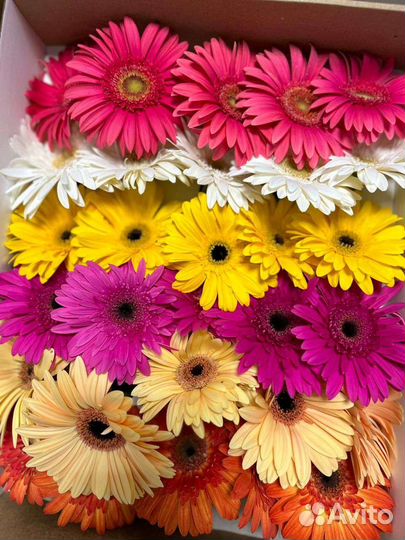 Цветы оптом