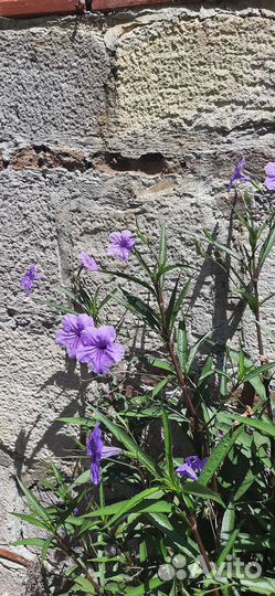 Руэллия формозская