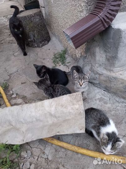 Котята в добрые руки