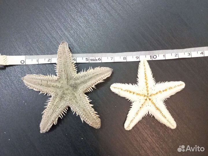 Морская звезда