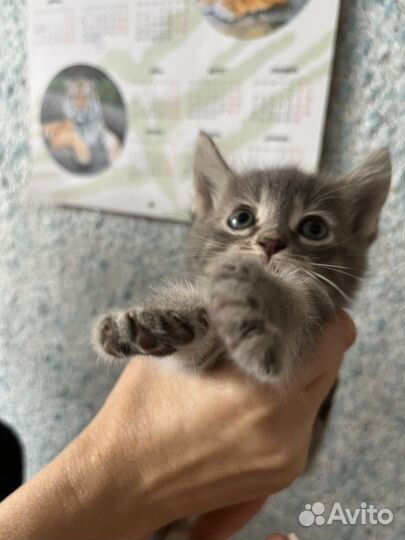 Котики