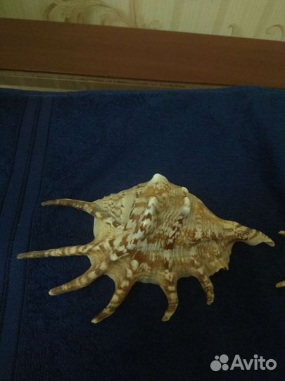 Ракушка морская