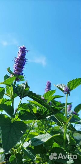 Мята корейская