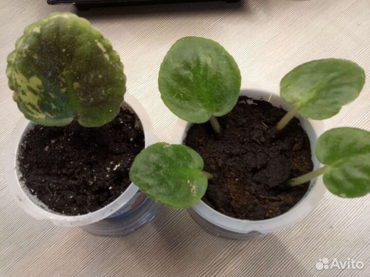 Комнатные растения