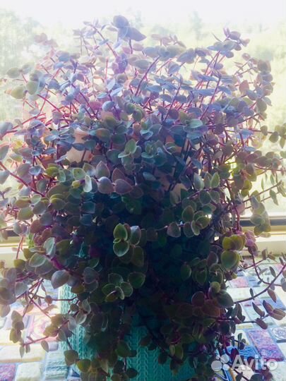 Каллизия позучая