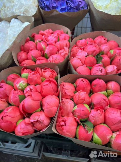 Пионы / Доставка цветов