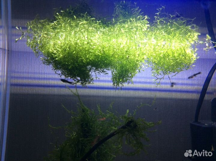 Аквариумные растения
