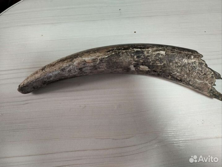 Продам бивень мамонта