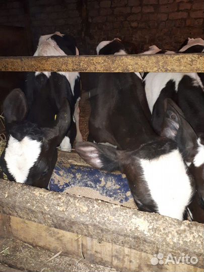 Бычков, телят