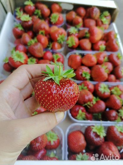 Рассада клубники Мальвина