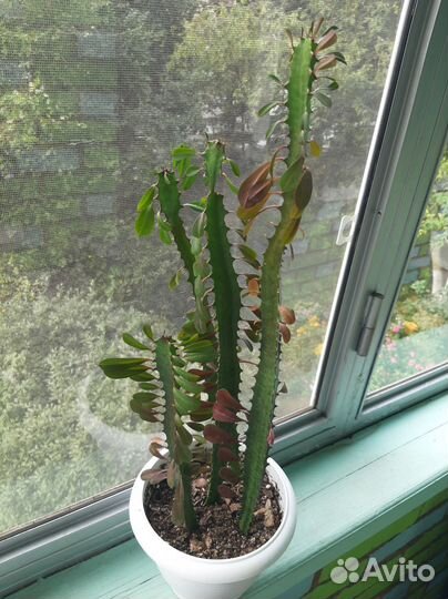 Комнатные растения