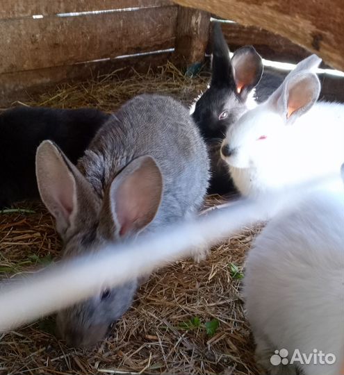 Крольчата мясных пород