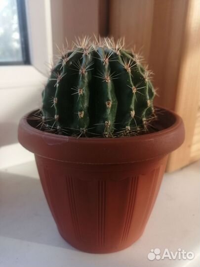 Цветущий кактус. Эхинопсис