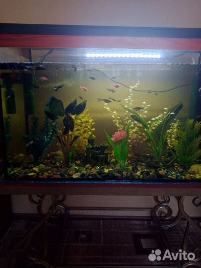 Аквариум