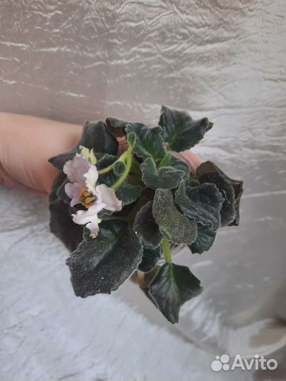 Сортовая взрослая Фиалка расцветает