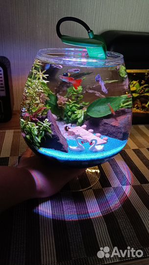 Готовый аквариум с рыбками