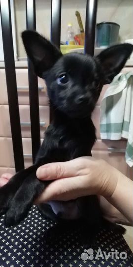 Той-терьер щенок