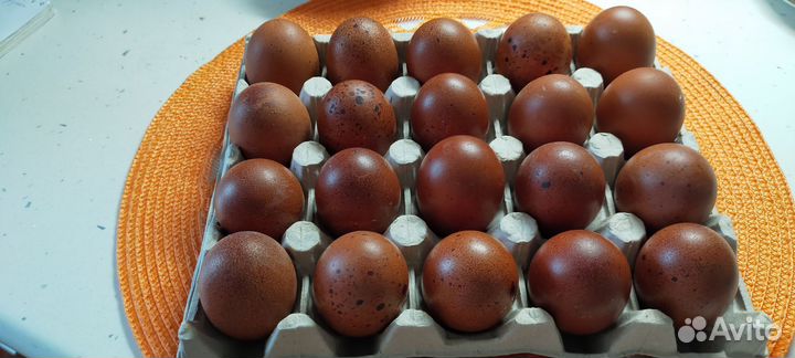 Инкубационное яйцо. Мараны, Утки