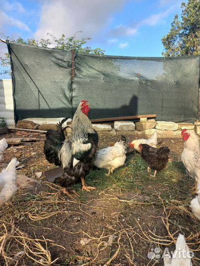 Петух брама