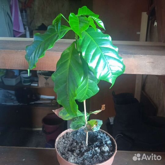 Кофейное дерево