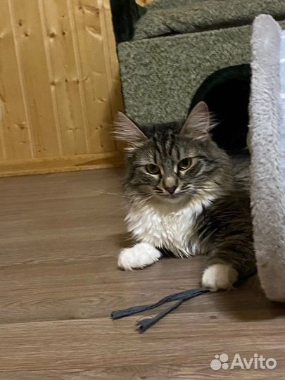 Милашка ищет спутника жизни