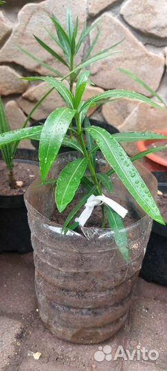 Продам Олеандр