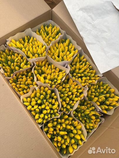 Тюльпаны оптом