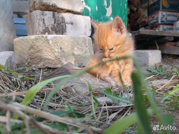 Котята в дар бесплатно