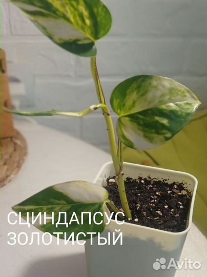 Сциндапсус