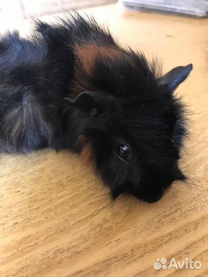 Морская свинка розетка