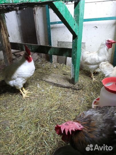 Продам молодых петушков
