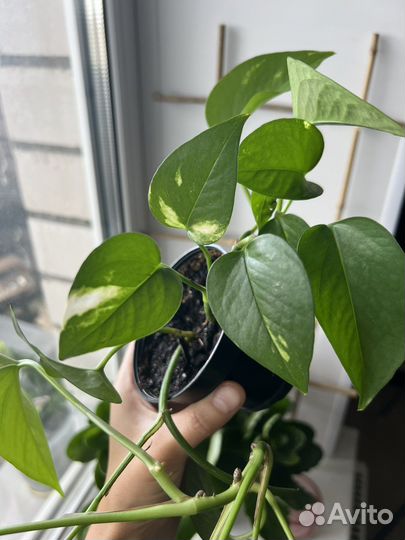 Сциндапсус золотистый