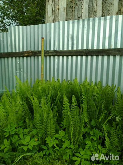 Растения для сада