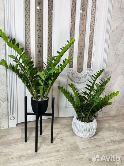 Топиарий Самшит искусственный, Замиокулькас