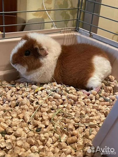 Морская свинка