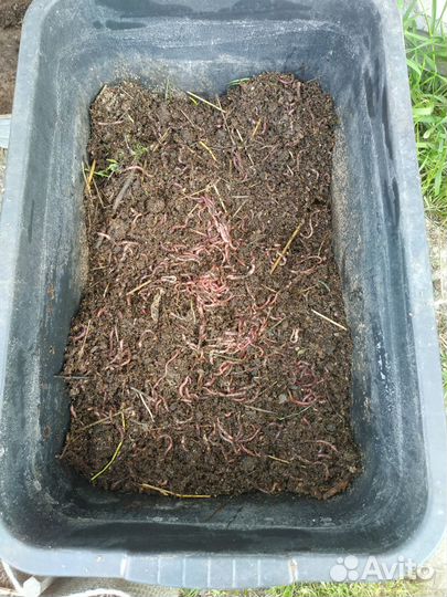 Черви для рыбалки