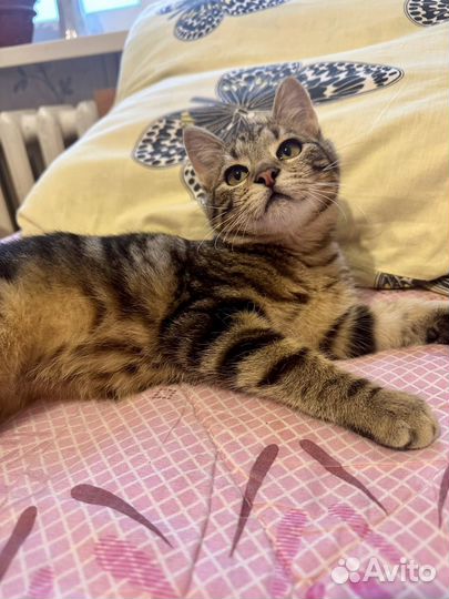 Подкинули котят на предприятие