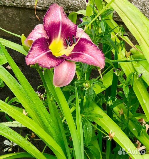 Лилейники сортовые