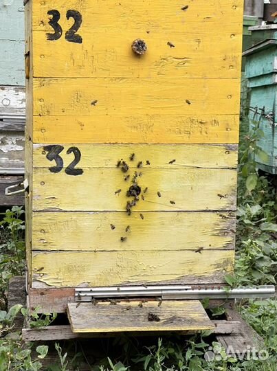 Пчелиный мёд