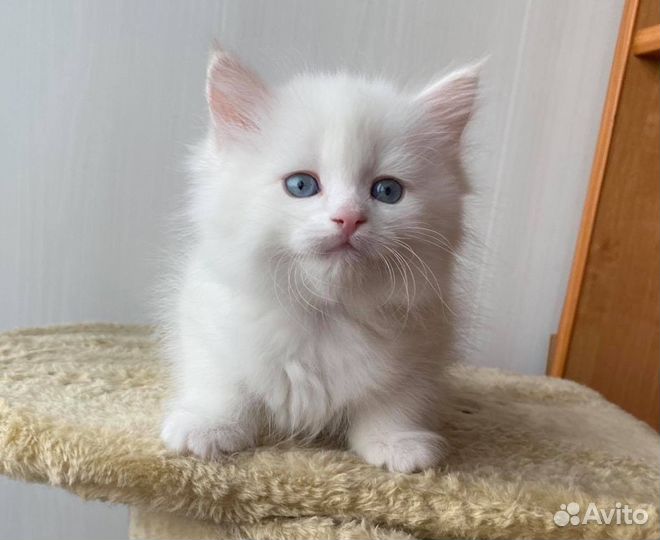 Британский котенок