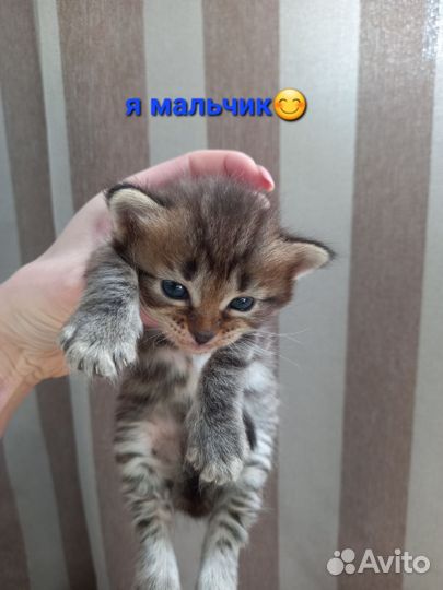 Котята в добрые руки бесплатно