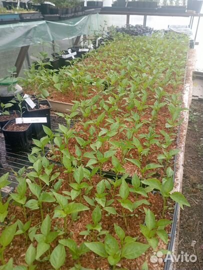 Рассада томатов, перцев, баклажан